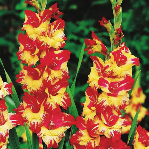 Гладіолус Stereo 3 шт, фото 1