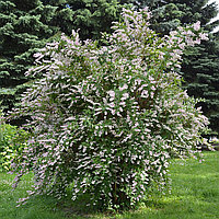 Дейція шорстка "Плена" 3-річна Deutzia scabra "Plena"