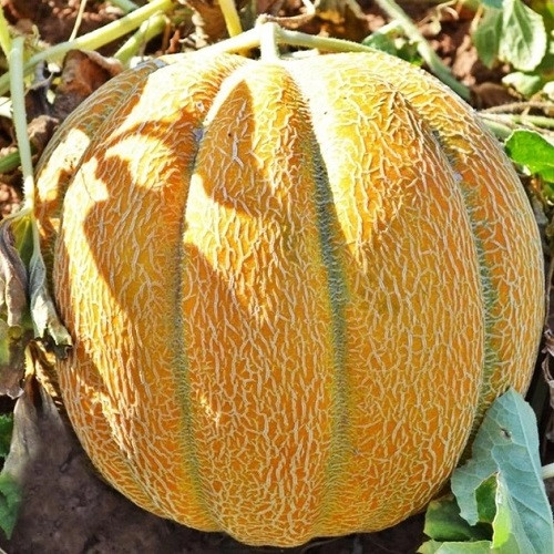 Насіння Дині Ефіопка (2г), фото 1