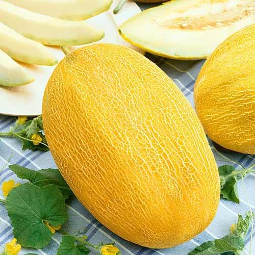 Насіння Дині Ананас (1г), фото 1