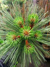 Сосна Джефрі Joppi 2 річна, Сосна Джеффри Джоппи, Pinus jeffreyi Joppi, фото 3