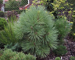 Сосна Джефрі Joppi 2 річна, Сосна Джеффри Джоппи, Pinus jeffreyi Joppi, фото 5