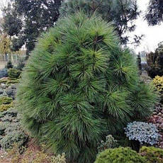 Сосна Джефрі Joppi 2 річна, Сосна Джеффри Джоппи, Pinus jeffreyi Joppi, фото 6