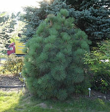 Сосна Джефрі Joppi 2 річна, Сосна Джеффри Джоппи, Pinus jeffreyi Joppi, фото 4