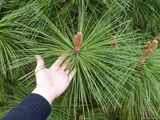 Сосна Джефрі Joppi 2 річна, Сосна Джеффри Джоппи, Pinus jeffreyi Joppi, фото 1