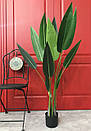 Стреліція штучна в горщику 130 см, фото 3