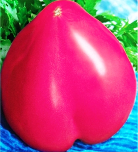 Насіння томатів Орлине серце