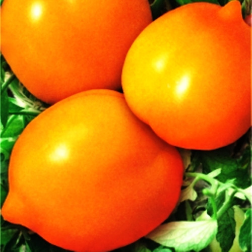 Насіння томатів Чудо світу