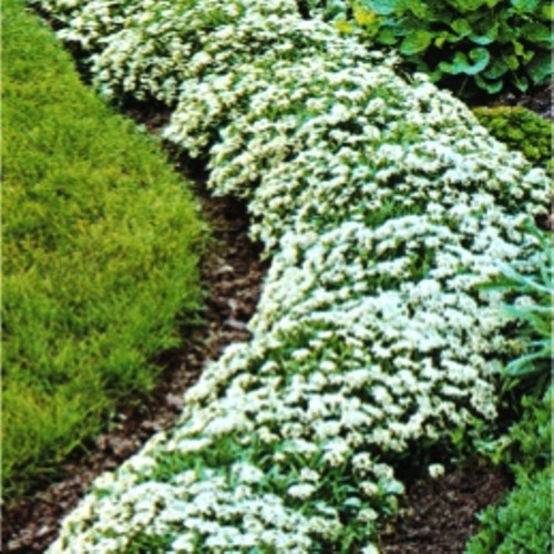 Аліссум білий