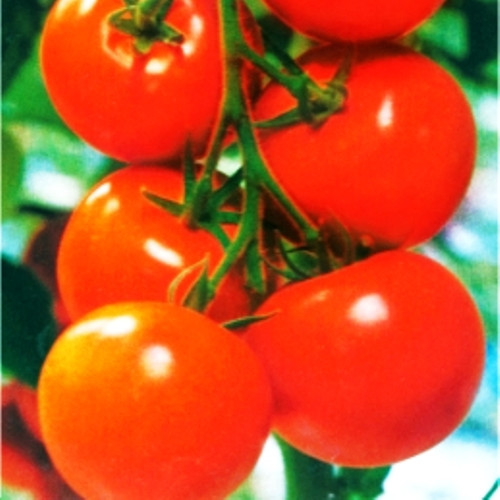 Насіння томатів Яблунька
