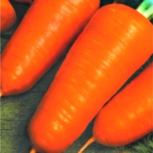 Насіння моркви Шантане