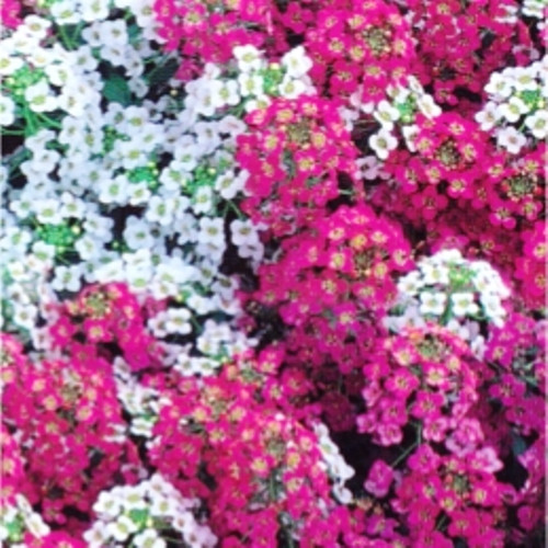 Аллісум суміш