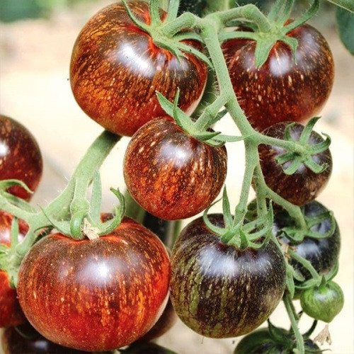 Насіння томатів Темна галактика 25 шт