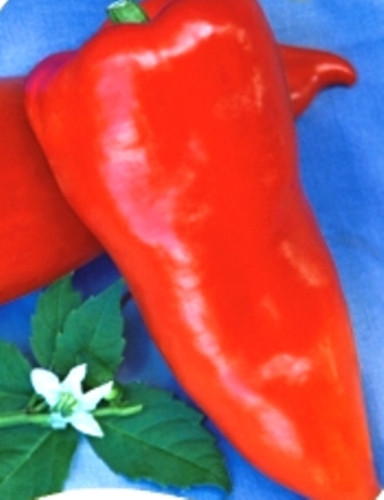 Насіння перцю Андре (Moravoseed)