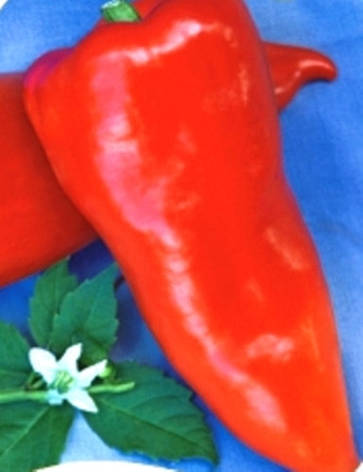 Насіння перцю Андре (Moravoseed), фото 1