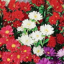 Айстра Серенада яблунева 50 шт.