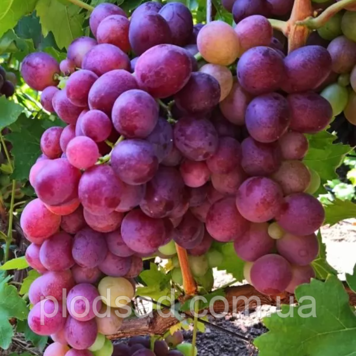 Виноград Художник