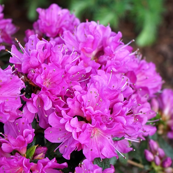 Азалія японська (рододендрон) Гейша Пурпл (Azalea japonica Geisha Purple) Р9, фото 1