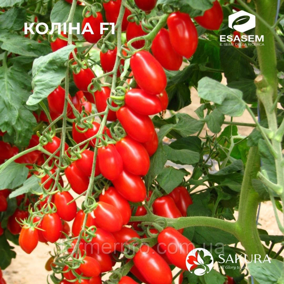 Насіння томату Коліна F1/Коolina F1 250 насіння Esasem