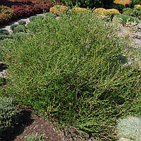 Саджанці Берези карликової (Betula nana) P6