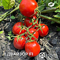 Семена томата Эдвайзор F1 \ Advisor F1 25000 семян Esasem