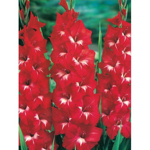 Гладіолус Traderhorn 3 шт., фото 1