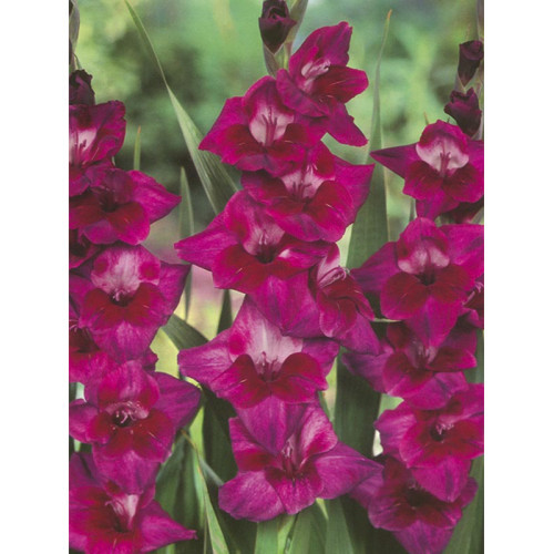 Гладіолус Velvet Eyes 3 шт., фото 1