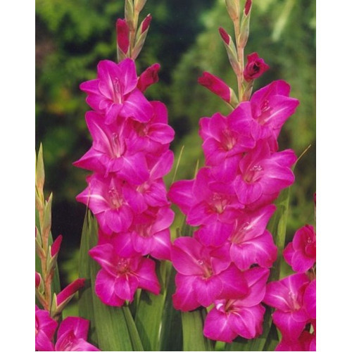 Гладіолус Violet Moon 3 шт., фото 1