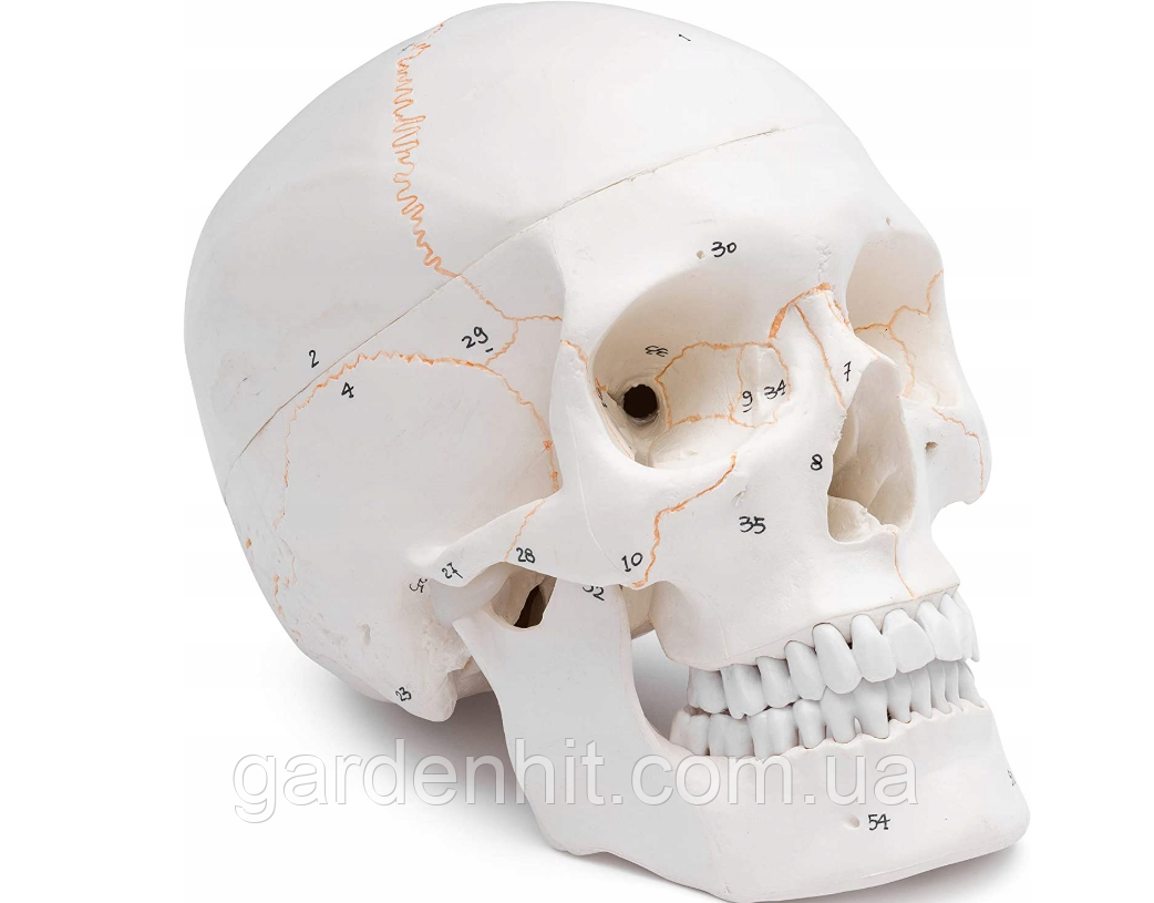 Анатомічна модель черепа людини 3 частини