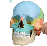 Остеопатичний череп Erler Zimmer 4708 22 шт., фото 2