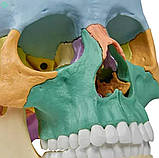 Остеопатичний череп Erler Zimmer 4708 22 шт., фото 5