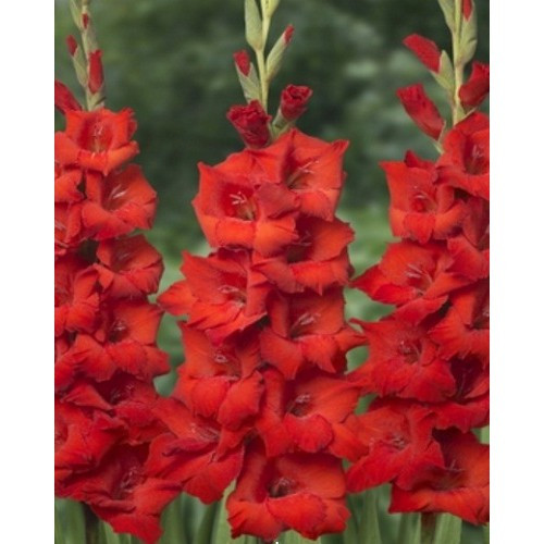 Гладіолус Бамбіно Red King 3 шт., фото 1