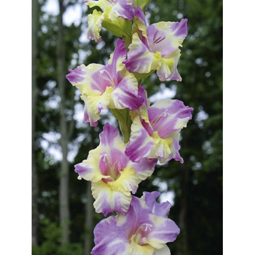 Гладіолус Бамбіно Royal Dutch 3 шт, фото 1