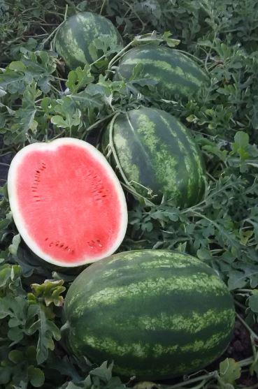 Насіння кавуна Тамерлан F1 (Tamerlan F1) Nunhems 1000