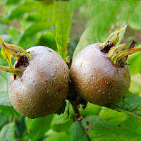 Мушмула німецька "Голандський гігант"