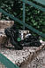 Жіночі Кросівки Balenciaga Triple-S Clear Sole Black 37-38-39-41, фото 2