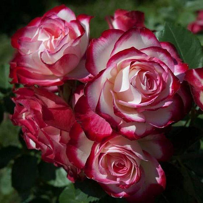 Троянда штамбова Jubile du Prince de Monaco (Ювілей принца Монако) н 80см, фото 1