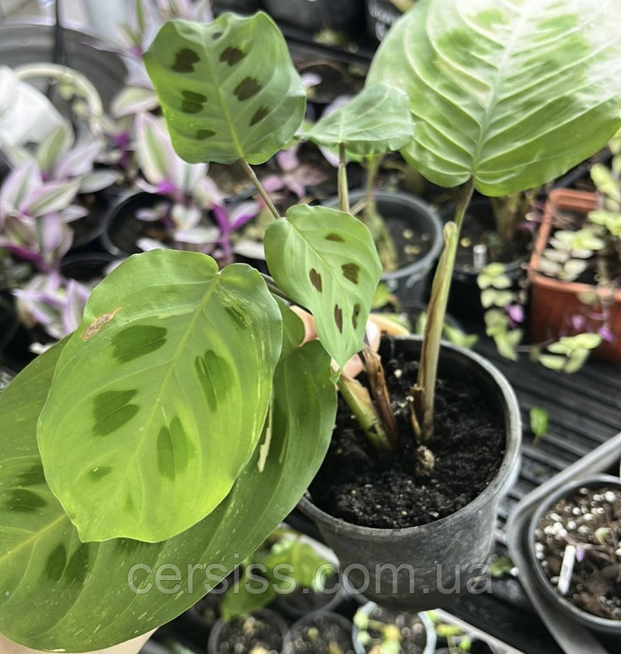 Маранта Бьюті Кім варієгатна, Maranta leuconeura kerchoveana Beauty Kim variegated