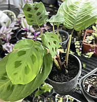 Маранта Бьюті Кім варієгатна, Maranta leuconeura kerchoveana Beauty Kim variegated