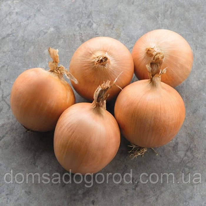 Насіння цибулі Bejo ТАМАРА 10 000 нас.