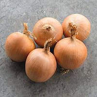 Насіння цибулі Bejo ТАМАРА 10 000 нас.