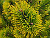 Сосна гірська Golden Glow 2 річна, Сосна горная Голден Глоу, Pinus mugo Golden Glow, фото 4