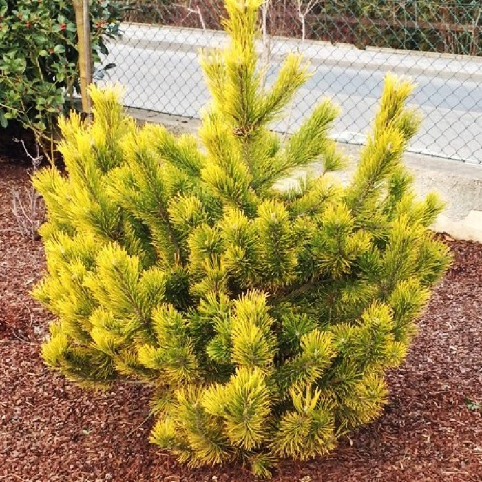 Сосна гірська Golden Glow 3 річна, Сосна горная Голден Глоу, Pinus mugo Golden Glow