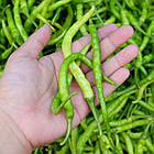 Перець солодкий Сигарета ді Бергамо GL Seeds 0,2 г, фото 4