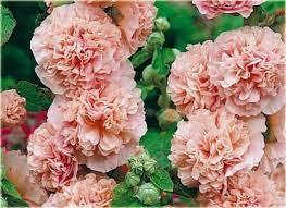 Насіння мальви махрової Coral Pink Голандія