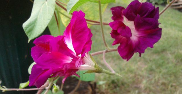Насіння іпомея махрова Fuchsia Голандія