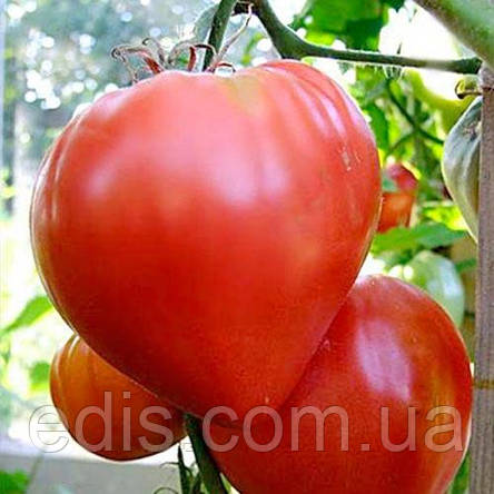 Томат Волове серце 0,1 г, насіння Яскрава, фото 2