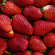 Розсада полуниці Крапо 10 - ремонтантна, крупноплідна, соковита, фото 2