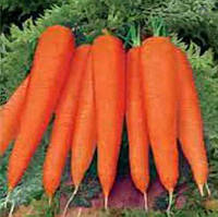 Морковь Красная боярыня пакет 10 грамм. Среднепоздний сорт.