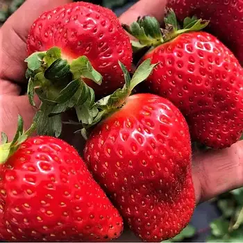 Розсада полуниці Крапо 10 - ремонтантна, крупноплідна, соковита